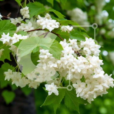 Intra Συλλεκτικό Ξύλινο Παζλ Plywood  4mm - Γαλήνιο δέντρο με λευκά λουλούδια και μέλισσες Σε Ξύλινο Κουτί - Διαστάσεις: 10x10 cm – 25 κομμάτια - Image 1