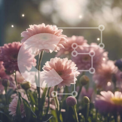 Intra Συλλεκτικό Ξύλινο Παζλ Plywood  4mm - Ανθισμένες ροζ μαργαρίτες στο γρασίδι Σε Ξύλινο Κουτί - Διαστάσεις: 10x10 cm – 25 κομμάτια - Image 1