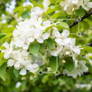 Intra Συλλεκτικό Ξύλινο Παζλ Plywood  4mm - Ανθισμένο δέντρο με λευκά λουλούδια και πράσινα φύλλα Σε Ξύλινο Κουτί - Διαστάσεις: 10x10 cm – 25 κομμάτια