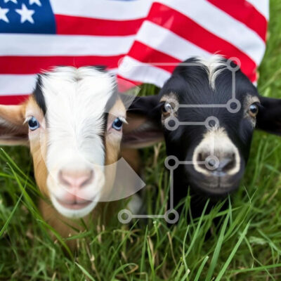 Intra Συλλεκτικό Ξύλινο Παζλ Plywood  4mm - Δύο ασπρόμαυρες κατσίκες με αμερικανική σημαία Σε Ξύλινο Κουτί - Διαστάσεις: 10x10 cm – 25 κομμάτια - Image 1