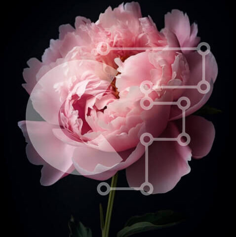 Intra Συλλεκτικό Ξύλινο Παζλ Plywood  4mm - Ροζ λουλούδι παιώνιας σε σκούρο φόντο Σε Ξύλινο Κουτί - Διαστάσεις: 10x10 cm – 25 κομμάτια - Image 1