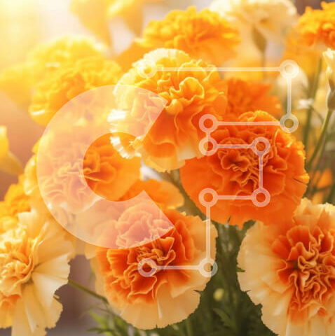 Intra Συλλεκτικό Ξύλινο Παζλ Plywood  4mm - Ζωντανά πορτοκαλί και λευκά γαρίφαλα σε ένα ηλιόλουστο βάζο Σε Ξύλινο Κουτί - Διαστάσεις: 10x10 cm – 25 κομμάτια - Image 1