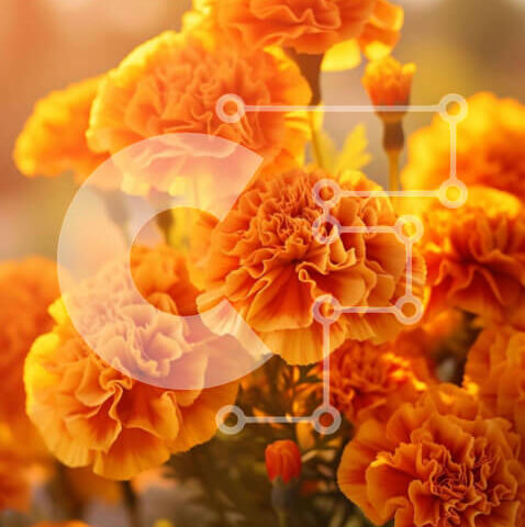 Intra Συλλεκτικό Ξύλινο Παζλ Plywood  4mm - Πολύχρωμο μπουκέτο με πορτοκαλί λουλούδια Σε Ξύλινο Κουτί - Διαστάσεις: 10x10 cm – 25 κομμάτια - Image 1