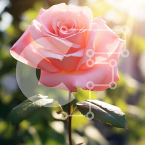 Intra Συλλεκτικό Ξύλινο Παζλ Plywood  4mm - Ροζ τριαντάφυλλο που ανθίζει στο φως του ήλιου Σε Ξύλινο Κουτί - Διαστάσεις: 10x10 cm – 25 κομμάτια