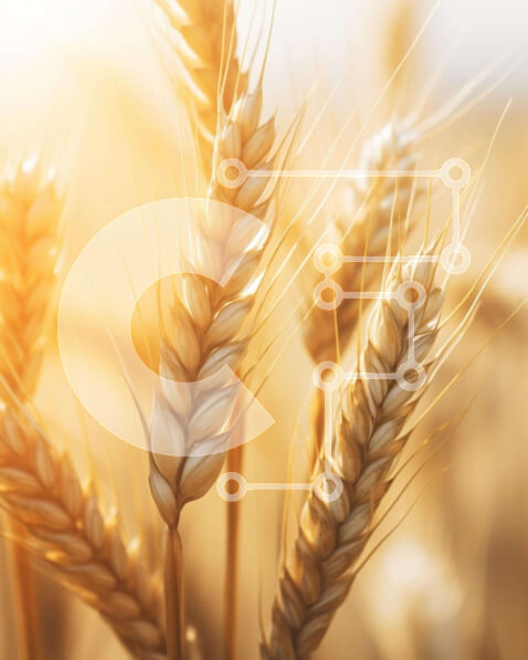 Intra Συλλεκτικό Ξύλινο Παζλ Plywood  4mm - Κοντινό πλάνο των αυτιών του σίτου Σε Ξύλινο Κουτί - Διαστάσεις: 10x10 cm – 25 κομμάτια