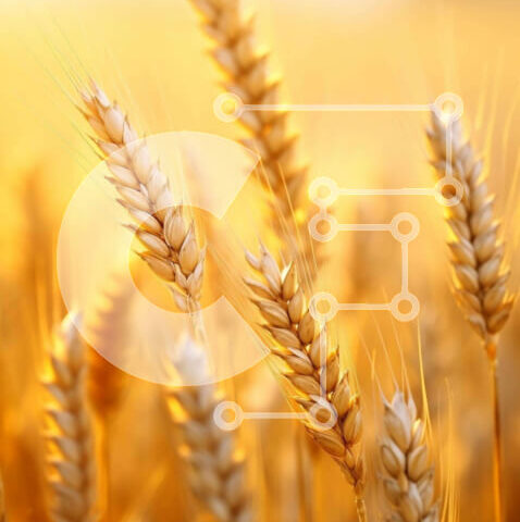 Intra Συλλεκτικό Ξύλινο Παζλ Plywood 4mm - Χωράφι με χρυσό σιτάρι Σε Ξύλινο Κουτί - Διαστάσεις: 10x10 cm – 25 κομμάτια - Image 1