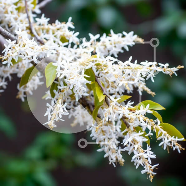 Intra Συλλεκτικό Ξύλινο Παζλ Plywood  4mm - Κλαδί δέντρου με λευκά λουλούδια που ανθίζουν την άνοιξη Σε Ξύλινο Κουτί - Διαστάσεις: 10x10 cm – 25 κομμάτια