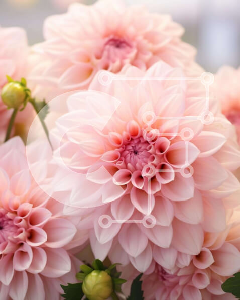 Intra Συλλεκτικό Ξύλινο Παζλ Plywood  4mm - Μπουκέτο με ροζ Ντάλια Σε Ξύλινο Κουτί - Διαστάσεις: 10x10 cm – 25 κομμάτια