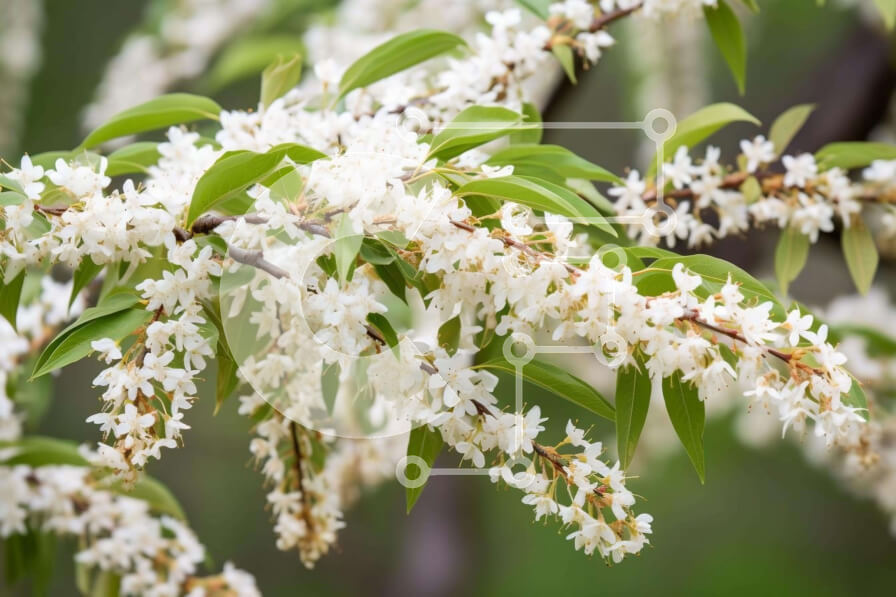 Intra Συλλεκτικό Ξύλινο Παζλ Plywood  4mm - Λευκό ανθισμένο κλαδί δέντρου Σε Ξύλινο Κουτί - Διαστάσεις: 10x10 cm – 25 κομμάτια