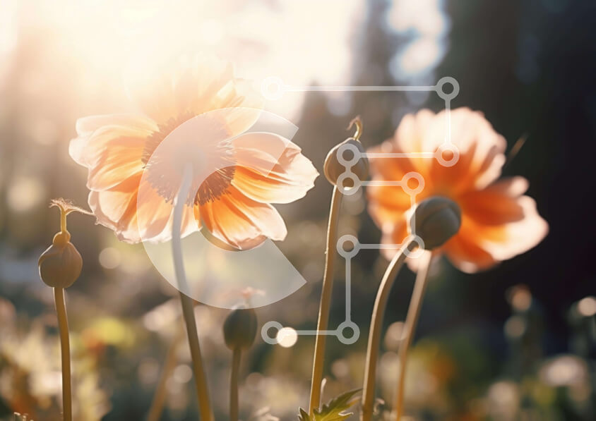 Intra Συλλεκτικό Ξύλινο Παζλ Plywood  4mm - Πορτοκαλί λουλούδια σε ένα χωράφι Σε Ξύλινο Κουτί - Διαστάσεις: 10x10 cm – 25 κομμάτια