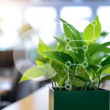 Intra Συλλεκτικό Ξύλινο Παζλ Plywood  4mm - Πράσινο φυτό σε τετράγωνο δοχείο στο γραφείο Σε Ξύλινο Κουτί - Διαστάσεις Puzzle: 10x10 cm – 25 κομμάτια - Image 1