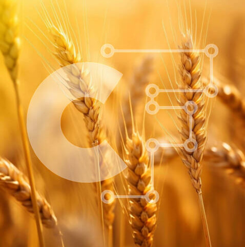 Intra Συλλεκτικό Ξύλινο Παζλ Plywood  4mm - Χρυσό χωράφι σίτου με έντονο φως του ήλιου Σε Ξύλινο Κουτί - Διαστάσεις: 10x10 cm – 25 κομμάτια - Image 1