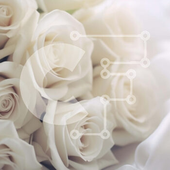 Intra Συλλεκτικό Ξύλινο Παζλ Plywood  4mm - Μπουκέτο ανάποδη καρδιά με λευκά τριαντάφυλλα Σε Ξύλινο Κουτί - Διαστάσεις Puzzle: 10x10 cm – 25 κομμάτια - Image 1