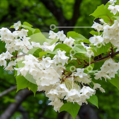 Intra Συλλεκτικό Ξύλινο Παζλ Plywood  4mm - Λευκό ανθισμένο κλαδί δέντρου με ανθισμένα λευκά λουλούδια Σε Ξύλινο Κουτί - Διαστάσεις: 10x10 cm – 25 κομμάτια - Image 1