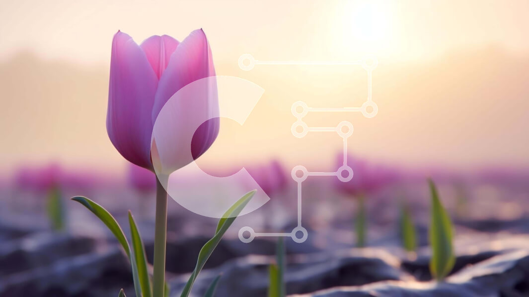 Intra Συλλεκτικό Ξύλινο Παζλ Plywood  4mm - Ροζ τουλίπα σε ανοιχτό χωράφι με λουλούδια που περιβάλλουν Σε Ξύλινο Κουτί - Διαστάσεις: 10x10 cm – 25 κομμάτια