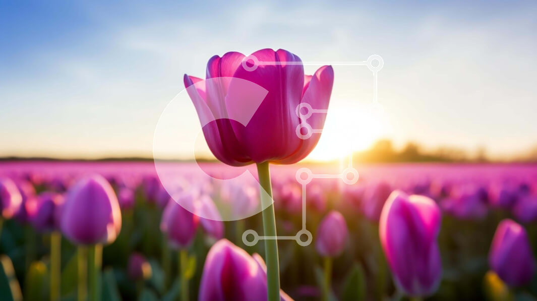 Intra Συλλεκτικό Ξύλινο Παζλ Plywood  4mm - Μονή ροζ τουλίπα στο πεδίο των μωβ λουλουδιών στο ηλιοβασίλεμα Σε Ξύλινο Κουτί - Διαστάσεις: 10x10 cm – 25 κομμάτια