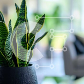 Intra Συλλεκτικό Ξύλινο Παζλ Plywood  4mm - Μαύρο φυτό σε γλάστρα στο τραπέζι του σαλονιού Σε Ξύλινο Κουτί - Διαστάσεις Puzzle: 10x10 cm – 25 κομμάτια - Image 1