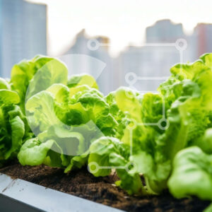 Intra Συλλεκτικό Ξύλινο Παζλ Plywood  4mm - Φυτά μαρουλιού σε έναν αστικό κήπο Σε Ξύλινο Κουτί - Διαστάσεις: 10x10 cm – 25 κομμάτια