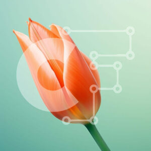 Intra Συλλεκτικό Ξύλινο Παζλ Plywood  4mm - Μονό πορτοκαλί λουλούδι τουλίπας σε άνθιση Σε Ξύλινο Κουτί - Διαστάσεις: 10x10 cm – 25 κομμάτια