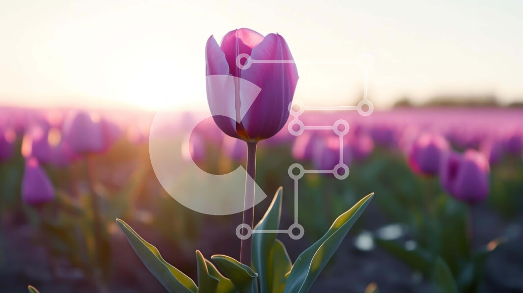 Intra Συλλεκτικό Ξύλινο Παζλ Plywood  4mm - Πεδίο με ροζ τουλίπες με μία που ξεχωρίζει Σε Ξύλινο Κουτί - Διαστάσεις: 10x10 cm – 25 κομμάτια