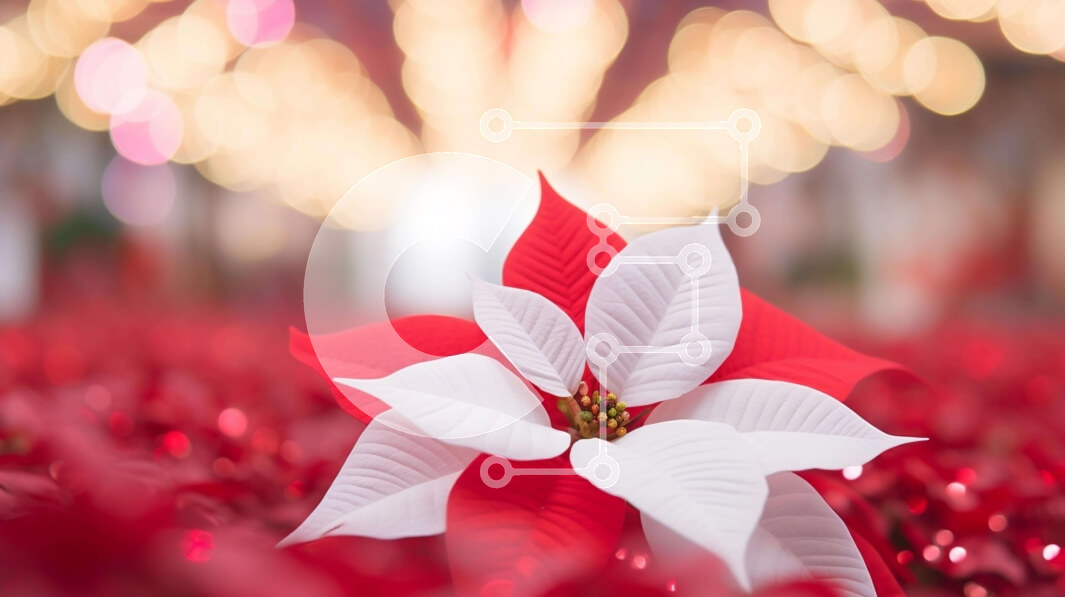 Intra Συλλεκτικό Ξύλινο Παζλ Plywood  4mm - Κόκκινο και λευκό λουλούδι Poinsettia με πολύχρωμες διακοσμήσεις Σε Ξύλινο Κουτί - Διαστάσεις: 10x10 cm – 25 κομμάτια