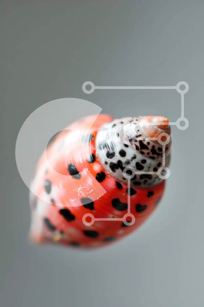 Intra Συλλεκτικό Ξύλινο Παζλ Plywood  4mm - Κοντινό πλάνο ενός πολύχρωμου κοχυλιού Σε Ξύλινο Κουτί - Διαστάσεις: 10x10 cm – 25 κομμάτια