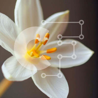 Intra Συλλεκτικό Ξύλινο Παζλ Plywood 4mm - Όμορφο λευκό λουλούδι με κίτρινους στήμονες Σε Ξύλινο Κουτί - Διαστάσεις: 10x10 cm – 25 κομμάτια - Image 1