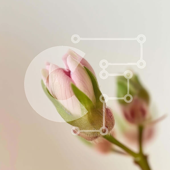 Intra Συλλεκτικό Ξύλινο Παζλ Plywood  4mm - Κοντινό πλάνο με ροζ μπουμπούκι λουλουδιών και πράσινα φύλλα Σε Ξύλινο Κουτί - Διαστάσεις: 10x10 cm – 25 κομμάτια