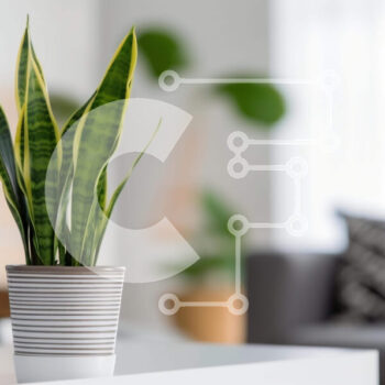 Intra Συλλεκτικό Ξύλινο Παζλ Plywood  4mm - Μικρό φυτό σε γλάστρα στο τέλος του τραπεζιού στο σαλόνι Σε Ξύλινο Κουτί - Διαστάσεις Puzzle: 10x10 cm – 25 κομμάτια - Image 1