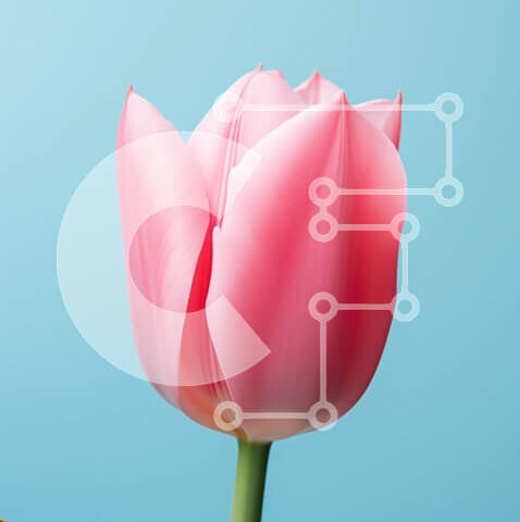 Intra Συλλεκτικό Ξύλινο Παζλ Plywood  4mm - Μονό ροζ λουλούδι τουλίπας σε μπλε φόντο Σε Ξύλινο Κουτί - Διαστάσεις: 10x10 cm – 25 κομμάτια - Image 1