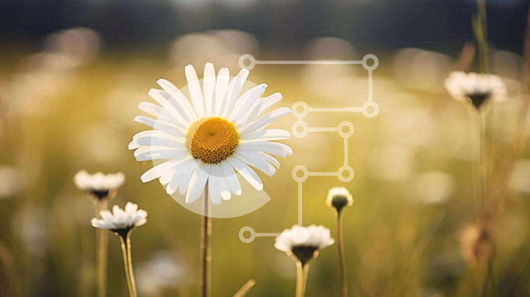 Intra Συλλεκτικό Ξύλινο Παζλ Plywood  4mm - Όμορφη λευκή μαργαρίτα σε ένα ανοιχτό χωράφι Σε Ξύλινο Κουτί - Διαστάσεις: 10x10 cm – 25 κομμάτια