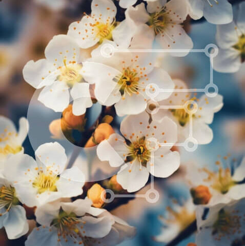 Intra Συλλεκτικό Ξύλινο Παζλ Plywood  4mm - Κοντινό πλάνο λευκών λουλουδιών στο κλαδί μηλιάς Σε Ξύλινο Κουτί - Διαστάσεις: 10x10 cm – 25 κομμάτια - Image 1