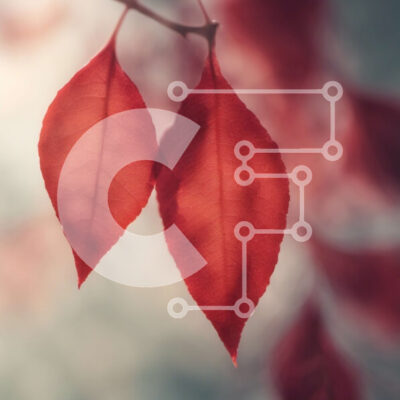 Intra Συλλεκτικό Ξύλινο Παζλ Plywood  4mm - Δύο κόκκινα φύλλα που κρέμονται από ένα κλαδί Σε Ξύλινο Κουτί - Διαστάσεις: 10x10 cm – 25 κομμάτια - Image 1