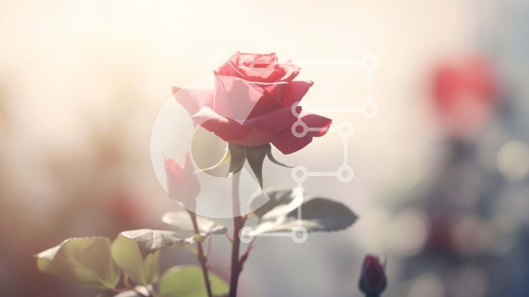 Intra Συλλεκτικό Ξύλινο Παζλ Plywood  4mm - Μονό κόκκινο τριαντάφυλλο σε άνθιση Σε Ξύλινο Κουτί - Διαστάσεις: 10x10 cm – 25 κομμάτια