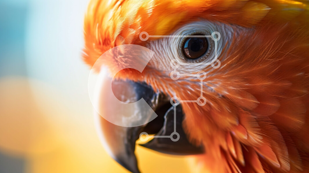 Intra Συλλεκτικό Ξύλινο Παζλ Plywood  4mm - Κοντινό πλάνο πορτοκαλί παπαγάλου που κοιτάζει επίμονα στην κάμερα Σε Ξύλινο Κουτί - Διαστάσεις: 10x10 cm – 25 κομμάτια