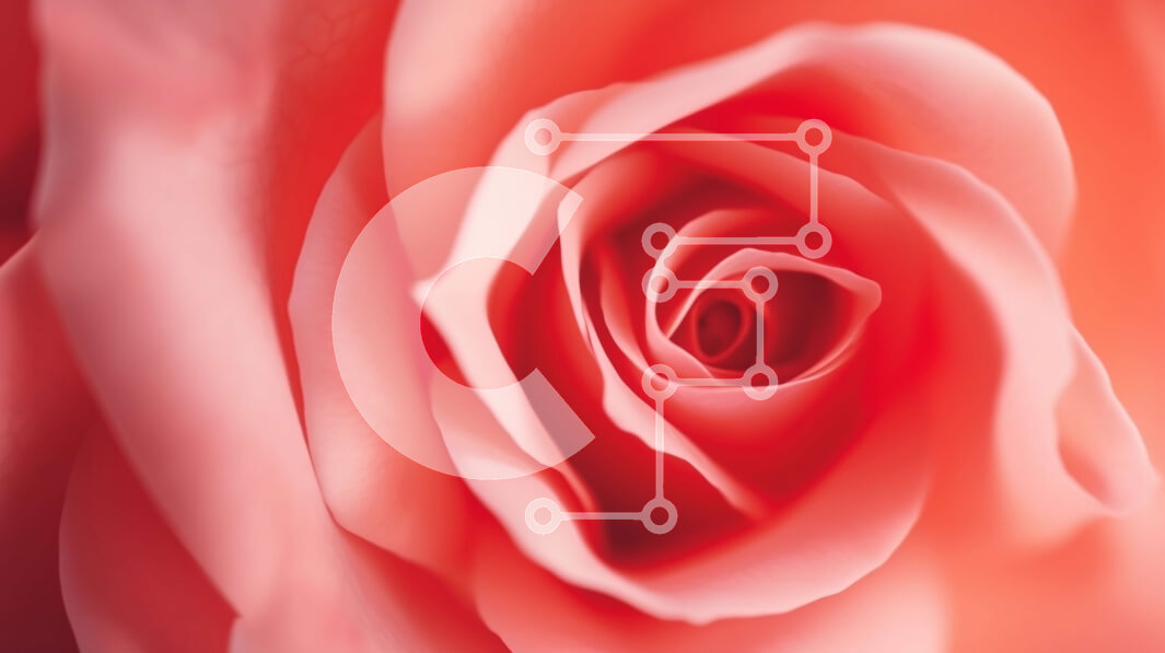 Intra Συλλεκτικό Ξύλινο Παζλ Plywood  4mm - Κοντινό πλάνο πορτοκαλί τριαντάφυλλο για διακόσμηση Σε Ξύλινο Κουτί - Διαστάσεις: 10x10 cm – 25 κομμάτια