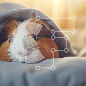 Intra Συλλεκτικό Ξύλινο Παζλ Plywood  4mm - Αξιολάτρευτη εικόνα ενός ινδικού χοιριδίου που χώνεται κάτω από μια άνετη κουβέρτα Σε Ξύλινο Κουτί - Διαστάσεις: 10x10 cm – 25 κομμάτια - Image 1