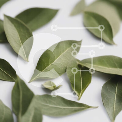 Intra Συλλεκτικό Ξύλινο Παζλ Plywood  4mm - Πράσινα φύλλα τοποθετημένα σε κύκλο σε λευκή επιφάνεια Σε Ξύλινο Κουτί - Διαστάσεις: 10x10 cm – 25 κομμάτια - Image 1