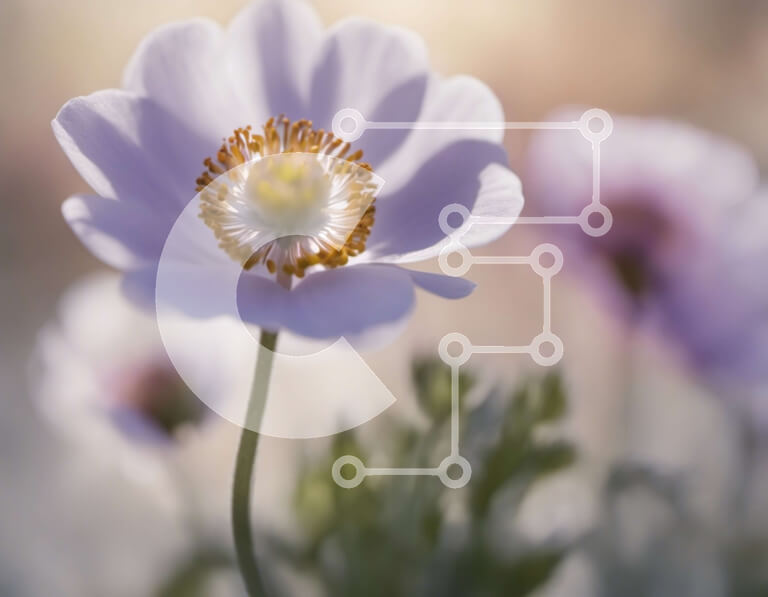 Intra Συλλεκτικό Ξύλινο Παζλ Plywood  4mm - Κοντινό πλάνο ενός λευκού λουλουδιού με το κίτρινο κέντρο Σε Ξύλινο Κουτί - Διαστάσεις: 10x10 cm – 25 κομμάτια