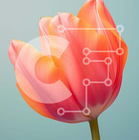 Intra Συλλεκτικό Ξύλινο Παζλ Plywood 4mm - Μονό ροζ λουλούδι τουλίπας σε υπόλευκο φόντο Σε Ξύλινο Κουτί - Διαστάσεις: 10x10 cm – 25 κομμάτια - Image 1