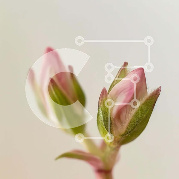 Intra Συλλεκτικό Ξύλινο Παζλ Plywood  4mm - Κοντινό πλάνο των ροζ μπουμπουκιών λουλουδιών στην άνθιση Σε Ξύλινο Κουτί - Διαστάσεις: 10x10 cm – 25 κομμάτια