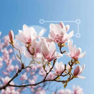 Intra Συλλεκτικό Ξύλινο Παζλ Plywood  4mm - Ανθισμένα λουλούδια Magnolia την άνοιξη με μπλε ουρανό Σε Ξύλινο Κουτί - Διαστάσεις: 10x10 cm – 25 κομμάτια - Image 1