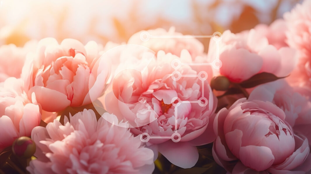 Intra Συλλεκτικό Ξύλινο Παζλ Plywood  4mm - Μπουκέτο με ροζ παιώνιες που ανθίζουν στο φως του ήλιου Σε Ξύλινο Κουτί - Διαστάσεις: 10x10 cm – 25 κομμάτια