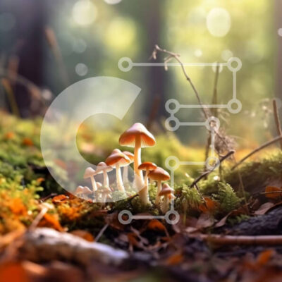 Intra Συλλεκτικό Ξύλινο Παζλ Plywood 4mm - Όμορφη εικόνα από μικρά πορτοκαλί μανιτάρια σε ένα ξέφωτο δάσους Σε Ξύλινο Κουτί - Διαστάσεις: 10x10 cm – 25 κομμάτια - Image 1