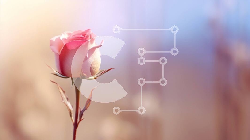 Intra Συλλεκτικό Ξύλινο Παζλ Plywood  4mm - Μονό ροζ τριαντάφυλλο σε ένα χωράφι Σε Ξύλινο Κουτί - Διαστάσεις: 10x10 cm – 25 κομμάτια