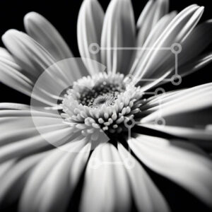 Intra Συλλεκτικό Ξύλινο Παζλ Plywood  4mm - Όμορφη κινηματογράφηση σε πρώτο πλάνο μιας λευκής μαργαρίτας με μαύρο φόντο Σε Ξύλινο Κουτί - Διαστάσεις: 10x10 cm – 25 κομμάτια