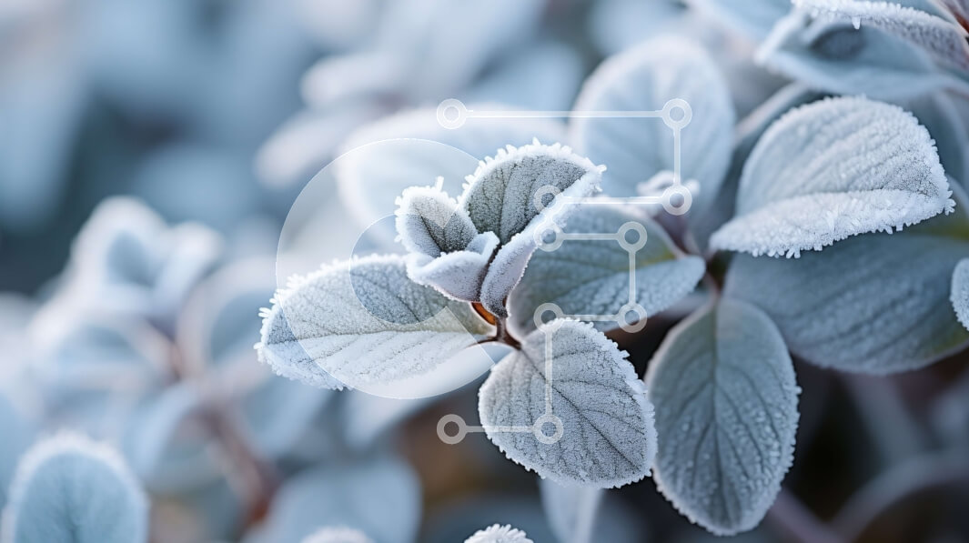 Intra Συλλεκτικό Ξύλινο Παζλ Plywood  4mm - Κοντινή όψη φυτού καλυμμένου με παγετό με λευκά λουλούδια Σε Ξύλινο Κουτί - Διαστάσεις: 10x10 cm – 25 κομμάτια