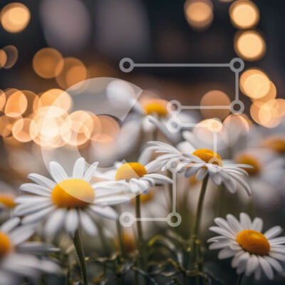 Intra Συλλεκτικό Ξύλινο Παζλ Plywood  4mm - Όμορφη εικόνα ενός χωραφιού με μαργαρίτες με απαλά θολά φώτα Σε Ξύλινο Κουτί - Διαστάσεις: 10x10 cm – 25 κομμάτια - Image 1