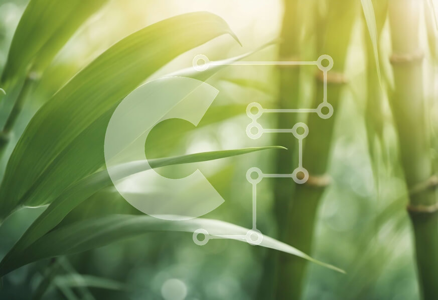 Intra Συλλεκτικό Ξύλινο Παζλ Plywood  4mm - Κοντινή όψη ενός δάσους μπαμπού με ψηλούς πράσινους μίσχους Σε Ξύλινο Κουτί - Διαστάσεις: 10x10 cm – 25 κομμάτια