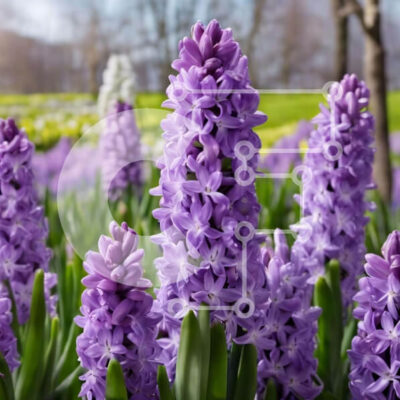 Intra Συλλεκτικό Ξύλινο Παζλ Plywood 4mm - Πεδίο με μωβ λουλούδια υάκινθου σε πλήρη άνθιση Σε Ξύλινο Κουτί - Διαστάσεις: 10x10 cm – 25 κομμάτια - Image 1